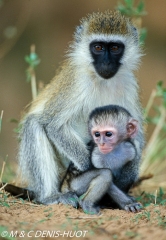 Singe vert / Vervet monkey