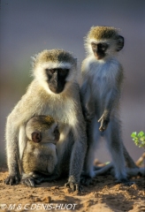 Singe vert / Vervet monkey