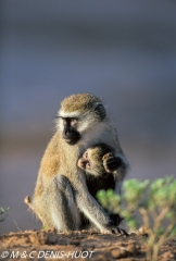 Singe vert / Vervet monkey