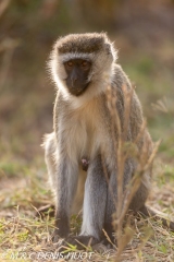 Singe vert / Vervet monkey