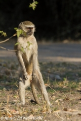 Singe vert / Vervet monkey