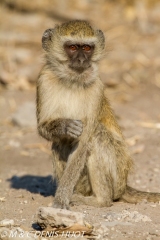 Singe vert / Vervet monkey