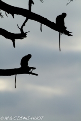 Singe vert / Vervet monkey