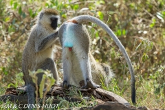 Singe vert / Vervet monkey