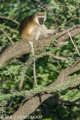 Singe vert / Vervet monkey