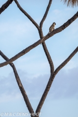 Singe vert / Vervet monkey