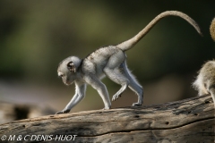 Singe vert / Vervet monkey