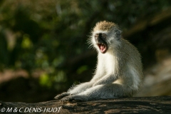 Singe vert / Vervet monkey