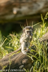 Singe vert / Vervet monkey