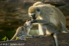 Singe vert / Vervet monkey