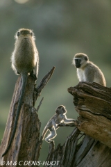 Singe vert / Vervet monkey