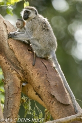 Singe vert / Vervet monkey