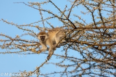 Singe vert / Vervet monkey