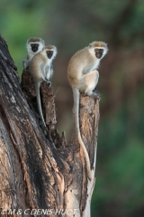 Singe vert / Vervet monkey