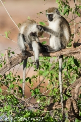 Singe vert / Vervet monkey