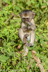 Singe vert / Vervet monkey