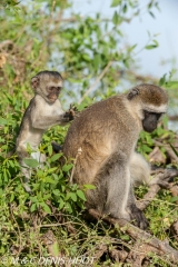 Singe vert / Vervet monkey