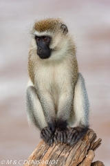 Singe vert / Vervet monkey