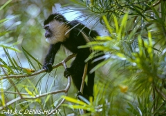 Colobus guereza