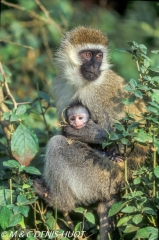 Singe vert / Vervet monkey