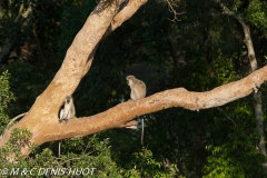 Singe vert / Vervet monkey