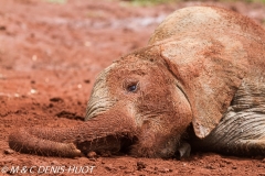 orphelinat des éléphants / elephant orphanage