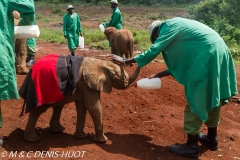 orphelinat des éléphants / elephant orphanage