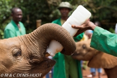 orphelinat des éléphants / elephant orphanage