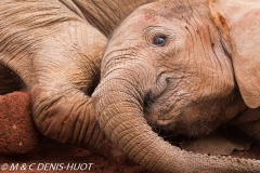 orphelinat des éléphants / elephant orphanage