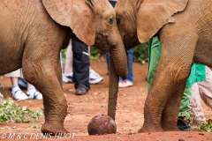 orphelinat des éléphants / elephant orphanage