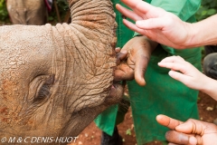 orphelinat des éléphants / elephant orphanage