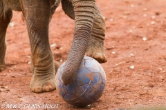 orphelinat des éléphants / elephant orphanage