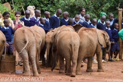 orphelinat des éléphants / elephant orphanage