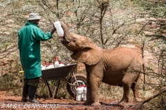 orphelinat des éléphants / elephant orphanage