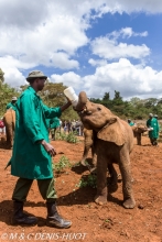 orphelinat des éléphants / elephant orphanage