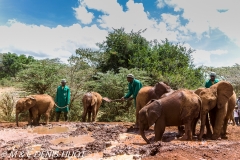 orphelinat des éléphants / elephant orphanage