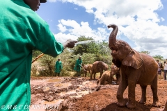 orphelinat des éléphants / elephant orphanage