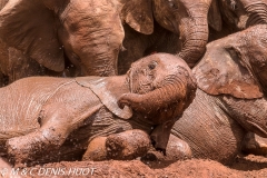 orphelinat des éléphants / elephant orphanage