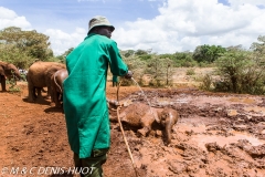 orphelinat des éléphants / elephant orphanage