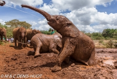 orphelinat des éléphants / elephant orphanage