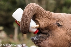 orphelinat des éléphants / elephant orphanage