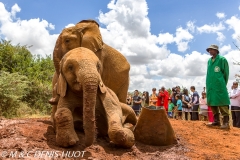 orphelinat des éléphants / elephant orphanage