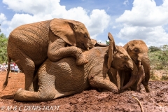 orphelinat des éléphants / elephant orphanage