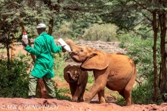 orphelinat des éléphants / elephant orphanage