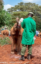 orphelinat des éléphants / elephant orphanage