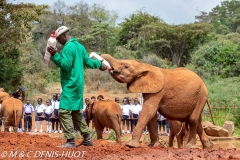 orphelinat des éléphants / elephant orphanage