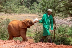 orphelinat des éléphants / elephant orphanage