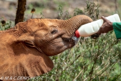 orphelinat des éléphants / elephant orphanage