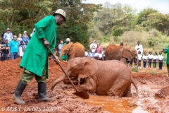 orphelinat des éléphants / elephant orphanage