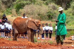 orphelinat des éléphants / elephant orphanage